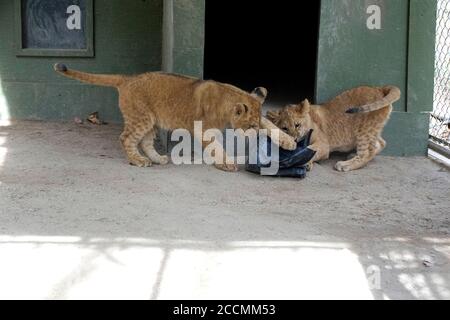 LOS ANGELES - JAN 17: Löwenjungen im Gehege nach der Rückkehr nach Hause nach Creek Fire an der Wildlife Waystation am 17. Januar 2018 in Slymar, CA Stockfoto