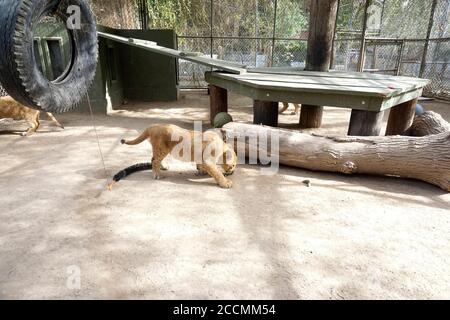 LOS ANGELES - JAN 17: Löwenjungen im Gehege nach der Rückkehr nach Hause nach Creek Fire an der Wildlife Waystation am 17. Januar 2018 in Slymar, CA Stockfoto
