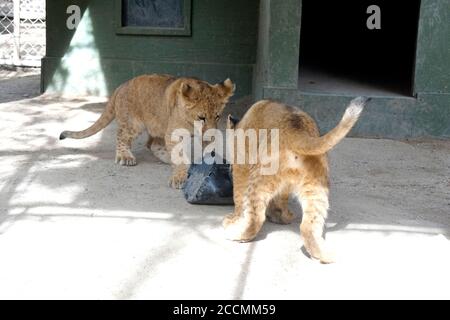 LOS ANGELES - JAN 17: Löwenjungen im Gehege nach der Rückkehr nach Hause nach Creek Fire an der Wildlife Waystation am 17. Januar 2018 in Slymar, CA Stockfoto