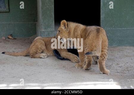 LOS ANGELES - JAN 17: Löwenjungen im Gehege nach der Rückkehr nach Hause nach Creek Fire an der Wildlife Waystation am 17. Januar 2018 in Slymar, CA Stockfoto
