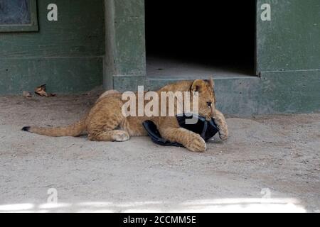 LOS ANGELES - JAN 17: Löwenjungen im Gehege nach der Rückkehr nach Hause nach Creek Fire an der Wildlife Waystation am 17. Januar 2018 in Slymar, CA Stockfoto