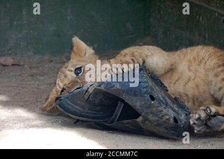 LOS ANGELES - JAN 17: Löwenjungen im Gehege nach der Rückkehr nach Hause nach Creek Fire an der Wildlife Waystation am 17. Januar 2018 in Slymar, CA Stockfoto