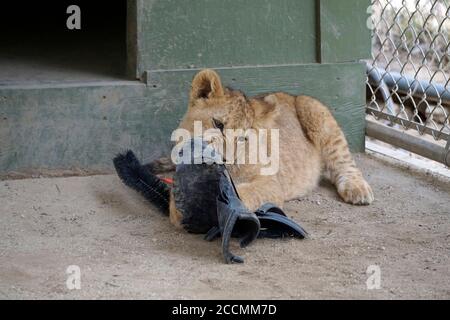 LOS ANGELES - JAN 17: Löwenjungen im Gehege nach der Rückkehr nach Hause nach Creek Fire an der Wildlife Waystation am 17. Januar 2018 in Slymar, CA Stockfoto