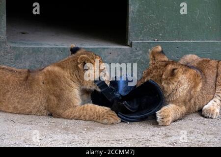 LOS ANGELES - JAN 17: Löwenjungen im Gehege nach der Rückkehr nach Hause nach Creek Fire an der Wildlife Waystation am 17. Januar 2018 in Slymar, CA Stockfoto