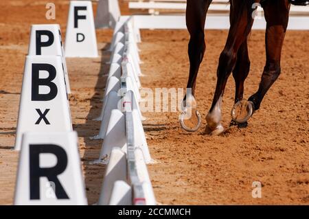 Raeford, North Carolina, USA. August 2020. 22. Aug. 2020 - Raeford, North Carolina, USA - ANDREW McCONNON reitend Ferrie's Cello tritt in der Dressur bei der 2020 war Horse Event Series, Aug. 22 im Carolina Horse Park in Raeford, N.C. an Die 2013 als Cabin Branch Event Series gegründete war Horse Event Series besteht aus fünf Pferdeversuchen und kombinierten Tests und zieht Reiter und ihre Pferde aus dem gesamten Osten der Vereinigten Staaten an. Quelle: Timothy L. Hale/ZUMA Wire/Alamy Live News Stockfoto