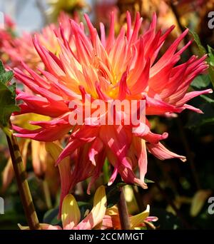 Dahlia Fantastisch. Stockfoto