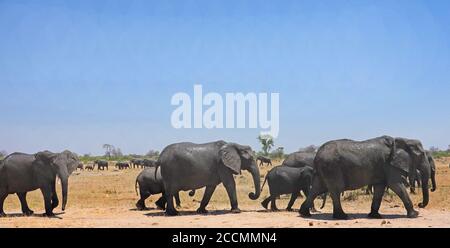 Große Herde von Elefanten, die über die trockene afrikanische Savannah mit einem klaren blauen Himmel, Hwange National Park, Simbabwe Stockfoto