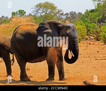 Große afrikanische Elefant bläst Staub über sich, Elefanten tun dies, um ihre Haut vor der sengenden afrikanischen Sonne zu schützen. Hwange National Park, Simbabw Stockfoto