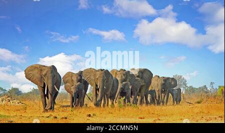 Latge Herde von Elefanten zu Fuß durch den afrikanischen Busch mit einem schönen Wolkenlandschaft Himmel, Hwange National Park, Simbabwe Stockfoto