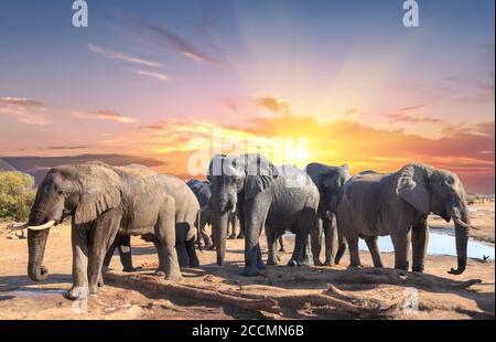Herde afrikanischer Elefanten besuchen das Camp, um sich zu entspannen und einen Drink in der Mittagssonne zu nehmen, mit einem hellblauen klaren Himmel, Nehimba, Hwange National Park, Z Stockfoto