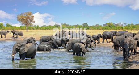 Große Herde afrikanischer Elefanten versammeln sich und haben Spaß an einem Wasserloch mit einem hellblauen Himmel und natürlichen Busch Hintergrund im Hwange National Park, Stockfoto