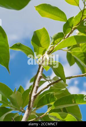 Blick nach oben auf die blühende Cananga odorata Ylang-Ylang Blume oder tropisch Parfümbaum Stockfoto