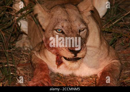 Lioness auf einer Nachtfahrt gesehen, essen einen frischen Kill, South Luangwa National Park, Sambia Stockfoto