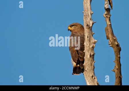 Der afrikanische Schlangenadler thront auf einem toten Ast vor einem natürlichen hellblauen Himmel, South Luangwa, Sambia Stockfoto