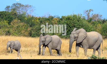 Familie Herde von Elefanten mit Kalb, Tante und Matriarchin entspannt auf der afrikanischen Savannah im Hwange National Park, Simbabwe Stockfoto