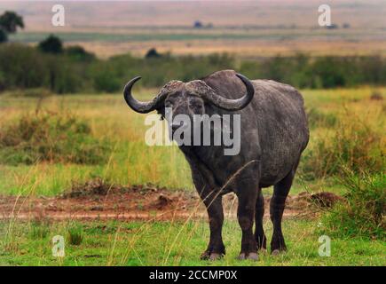 Lone Adult Male Cape Buffalo (Syncerus Caffer), steht auf der riesigen offenen African Plains Stockfoto