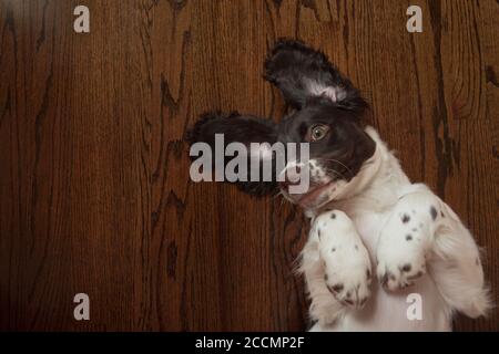 Welpen Betteln Stockfoto