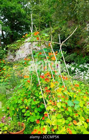 Kletternde Kapuzinerkresse, die auf Holzstützen aus Stäbchen Ästen in einem kleinen Garten im August Wales, Großbritannien, wachsen, KATHY DEWITT Stockfoto