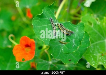 Kraut weiße Raupen essen Kapuzinerkraut Blätter in einem kleinen Garten im August Carmarthenshire West Wales KATHY DEWITT Stockfoto