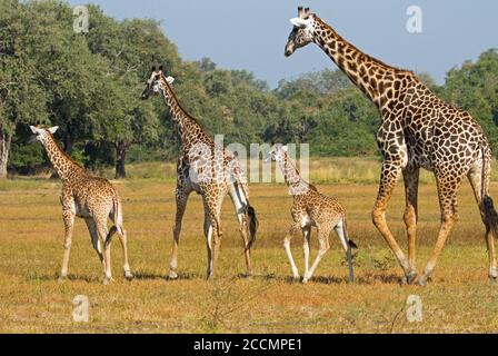 Reise der Giraffe ein Spaziergang durch die African Plains EINE Reise Ist der Sammelname für eine Gruppe, die unterwegs ist Wenn sie still stehen, ist es ein Turm Stockfoto