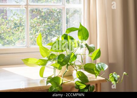Indoor Devils Ivy Zimmerpflanze neben einem Fenster in einem wunderschön gestalteten Zuhause. Stockfoto