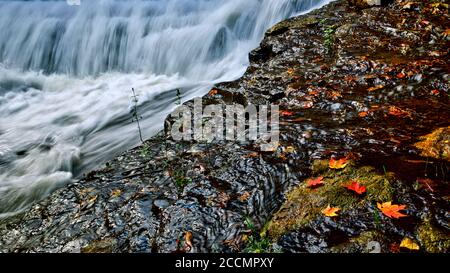 Ahornblätter mit Wasserfall und fließendem Wasser Stockfoto