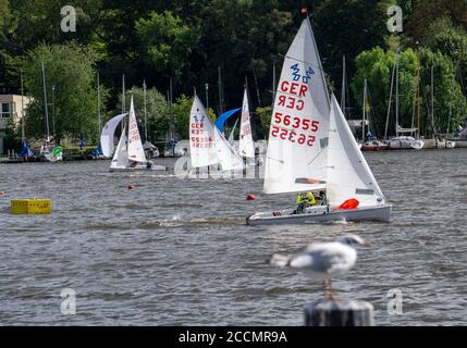 Baldeneysee, Segelregatta, Laser- und Beiboot-Klasse, Essen, NRW, Deutschland Stockfoto