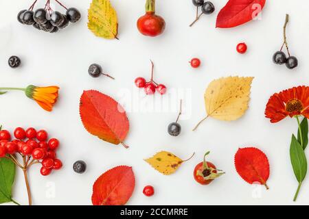 Florale Herbstkomposition. Pflanzen viburnum Eberesche Beeren Hündchen frische Blumen bunte Blätter isoliert auf weißem Hintergrund. Herbst natürliche Pflanzen Ökologie Tapete Konzept. Flache Lay-Ansicht von oben Stockfoto