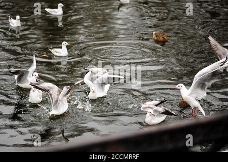 Möwen jagen und kämpfen im See des Parks für einen Spaziergang in der Stadt, niemand. Stockfoto