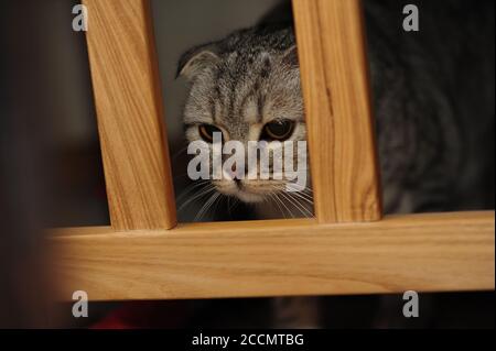 Eine graue Faltenkatze sitzt auf einem Kinderbett im Zimmer und schaut zwischen den Zweigen. Graue Katze mit schönen Mustern. Die Katzen beobachten. Stockfoto