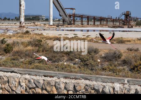 Fotojagd von fliegenden Flamingos, Molentargius-Teichen in Sardnia Stockfoto