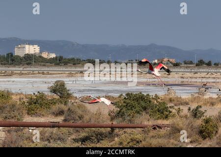 Fotojagd von fliegenden Flamingos, Molentargius-Teichen in Sardnia Stockfoto