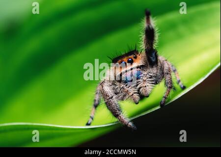 Weibliche Spinne (Phidippus regius) kriecht auf Grün. Makro, große Augen, scharfe Details. Schöne große Augen und große Zähne. Stockfoto