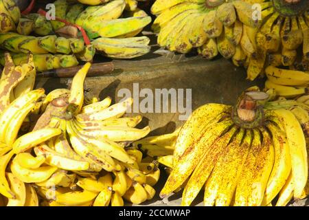 Trauben von frisch geernteten Bananen auf einem Markt Stockfoto