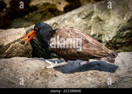 Schwärze Austernfischer (Haematopus ater) in Miraflores, Peru Stockfoto