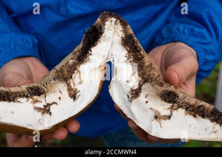 Eine Kappe eines cep-Pilzes mit Spuren von Würmern. Stockfoto