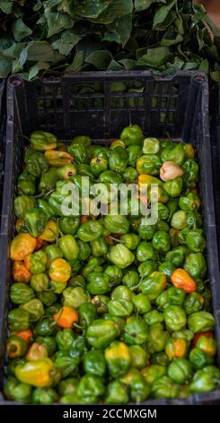 Vertikale Aufnahme von Habanero mexikanischen Paprika in einem schwarzen Kunststoff Korb Stockfoto