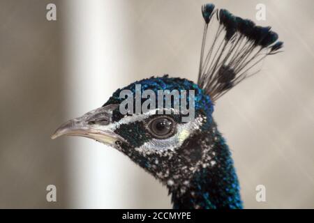 Ein Pfau in einem Käfig auf einem privaten Bauernhof. Pfau, schönes repräsentatives Exemplar eines männlichen Pfaus in großen Metallic-Farben. Stockfoto