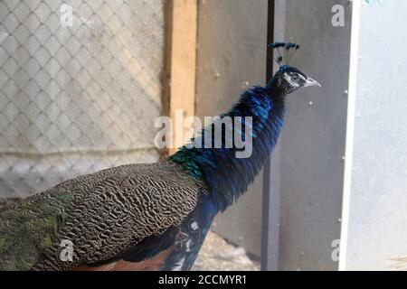Ein Pfau in einem Käfig auf einem privaten Bauernhof. Pfau, schönes repräsentatives Exemplar eines männlichen Pfaus in großen Metallic-Farben. Stockfoto