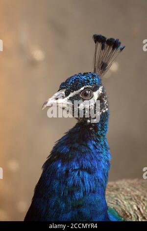 Ein Pfau in einem Käfig auf einem privaten Bauernhof. Pfau, schönes repräsentatives Exemplar eines männlichen Pfaus in großen Metallic-Farben. Stockfoto