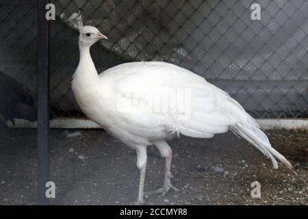 Ein Pfau in einem Käfig auf einem privaten Bauernhof. Pfau, schönes repräsentatives Exemplar eines männlichen Pfaus in großen Metallic-Farben. Stockfoto