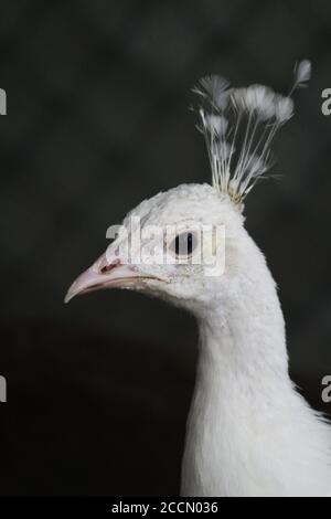 Ein Pfau in einem Käfig auf einem privaten Bauernhof. Pfau, schönes repräsentatives Exemplar eines männlichen Pfaus in großen Metallic-Farben. Stockfoto