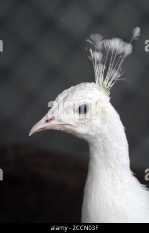 Ein Pfau in einem Käfig auf einem privaten Bauernhof. Pfau, schönes repräsentatives Exemplar eines männlichen Pfaus in großen Metallic-Farben. Stockfoto