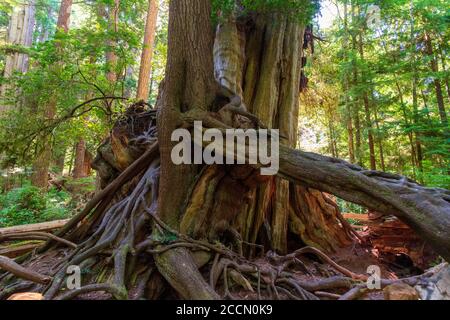 Big Cedar Tree im Olympic National Park Stockfoto