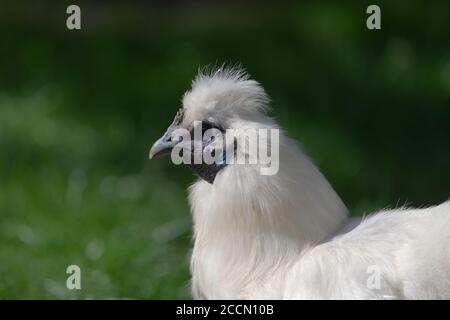 4 - Portrait Seitenprofil eines haustieres bantam Seikie Huhn durch Sonnenlicht beleuchtet. Stockfoto