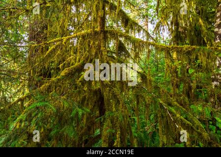 Moosbedeckter Baum im Hoh Rain Forest in Olympic Nationalpark Stockfoto