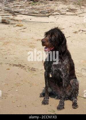 Jagdhund, Drathaar sitzt auf einem Strand nass nach dem Schwimmen im Fluss. Stockfoto