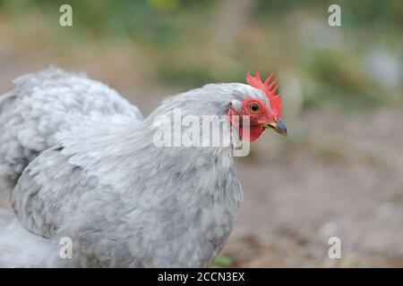 Hellgrau gefärbte Federn Textur dieses Haustier pekin bantam kleine Hühnerrasse, wie es auf der rechten Seite aussieht. Sehr detailreich roter Kamm und Wattle. Stockfoto