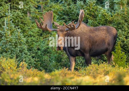 Bullenelch alces alces in einer grünen Waldumgebung mit Große Geweihe im Spätsommer Stockfoto