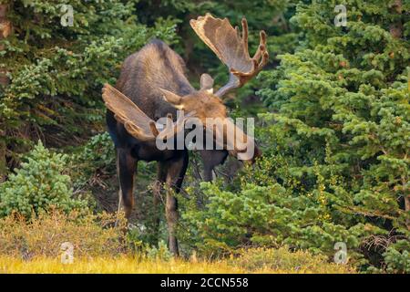 Bullenelch alces alces in einer grünen Waldumgebung mit Große Geweihe im Spätsommer Stockfoto